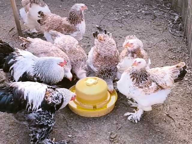 Інкубаційне яйце курей Брама: колумбійське золото, лососева