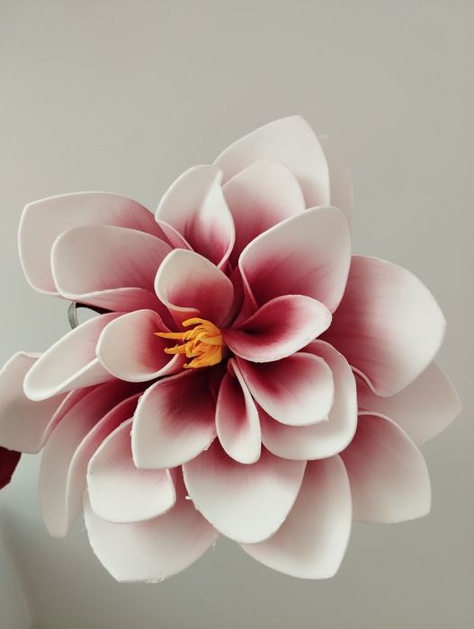 Magnolia piankowa
