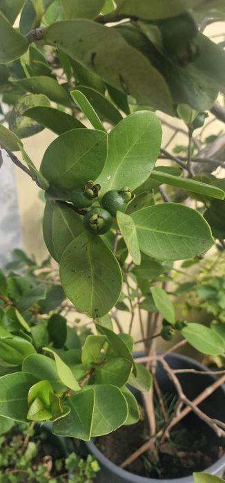 Vendo Araçá enraizado, saudável, com frutos, em poceirão.