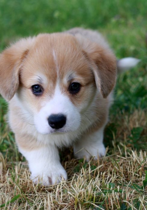 Гарні діти коргі з гідним родоводом від тестованих батьків! КСУ FCI