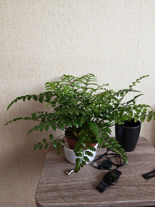 Продам Аспленіум Парваті - живородяща папорть