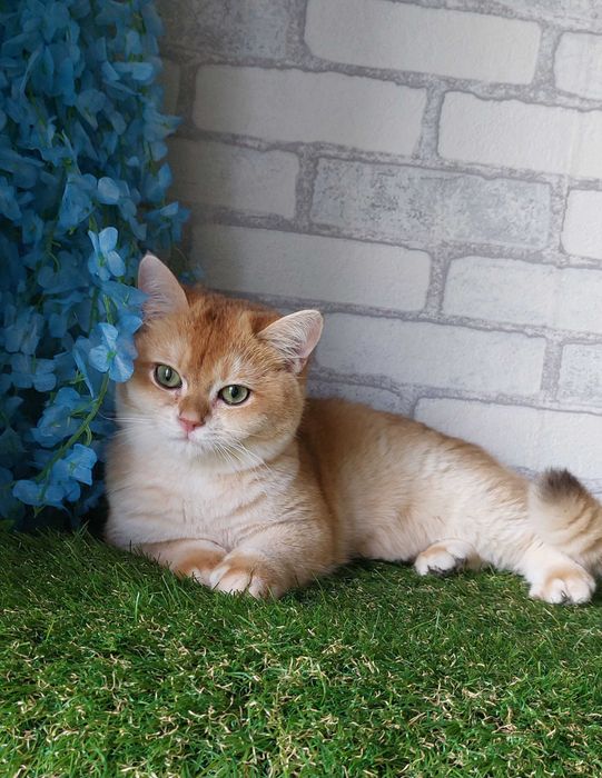 Британський котик Золота шиншила