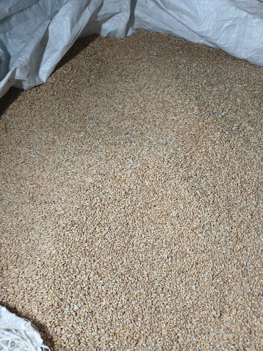 Пшениця Озима  ,Ячмінь ярий урожай 2025року