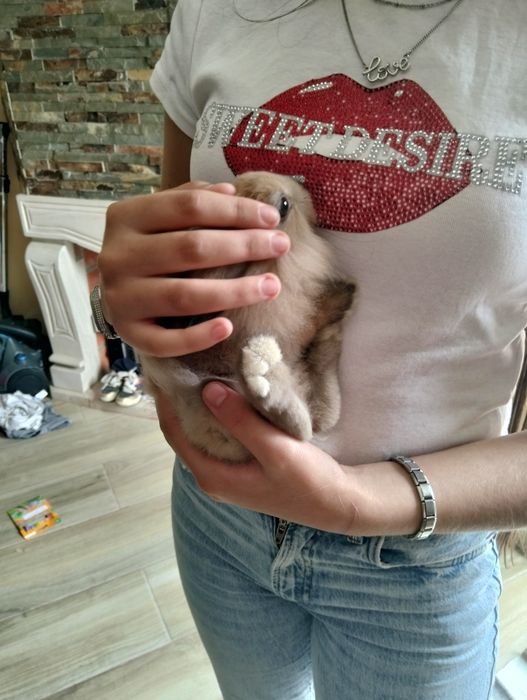 Coelhinho bebe de 6 meses