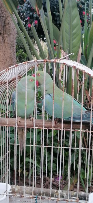 RINGNECKS machos 2025 | linha de qualidade