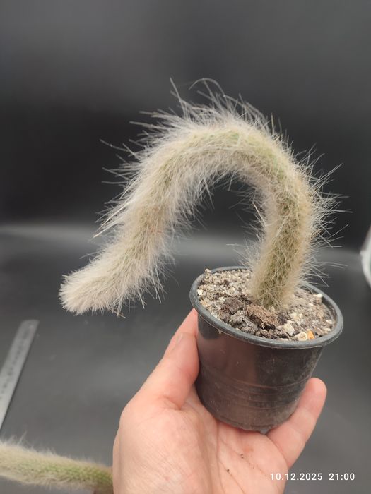 Кактус "Мавп'ячий хвіст" Hildewintera Colademononis