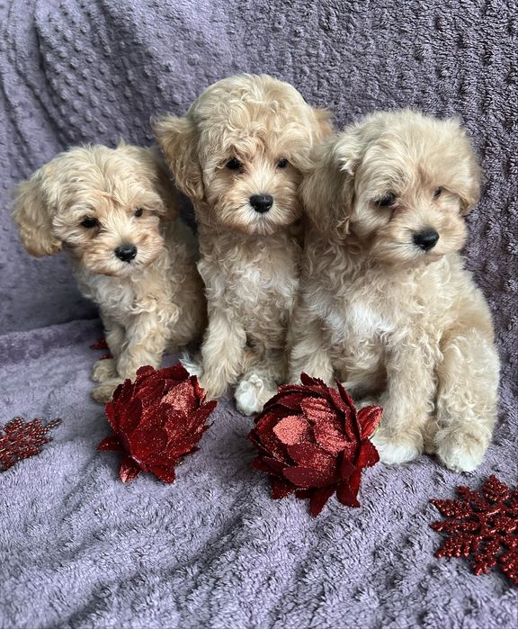 Продам красивые детки мальтипу