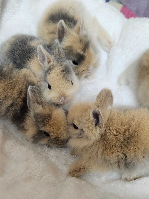 Карликові (декоративні) кролики