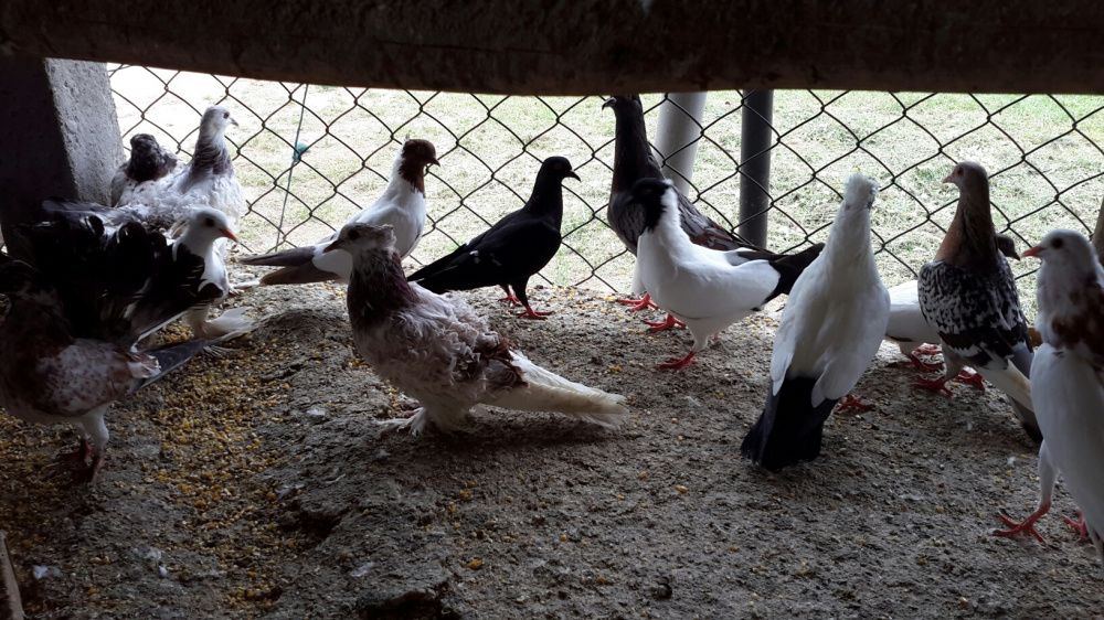 Pombos **Várias Raças**