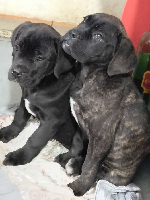 Продам щенков Кане корсо