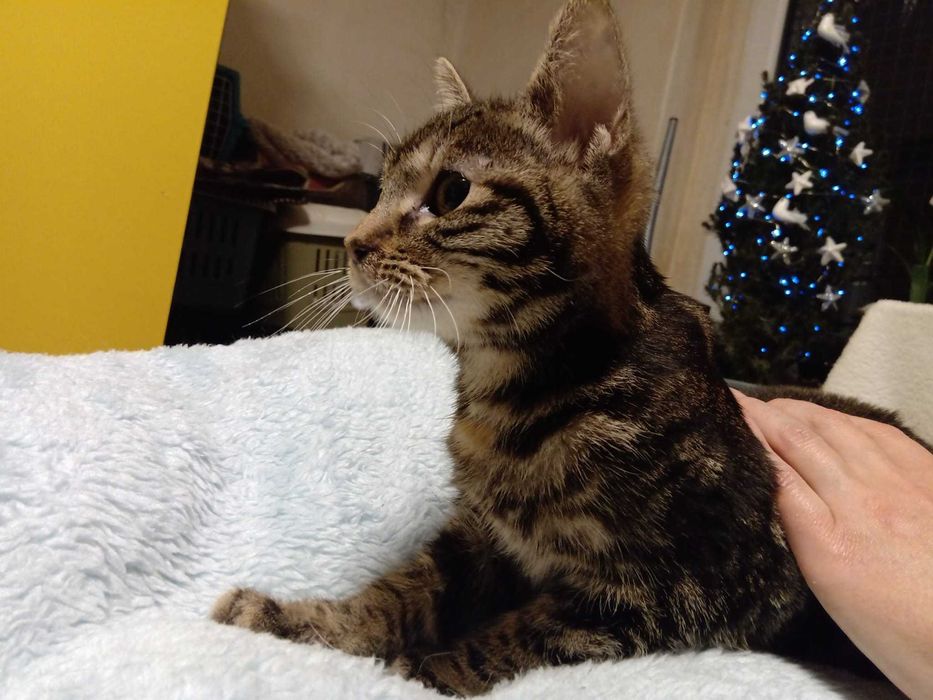 Koteczka Marmurka wypatruje domku