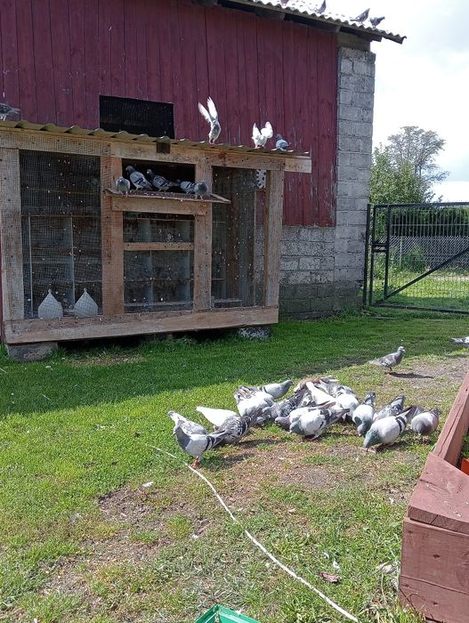 Młode gołębie pocztowe