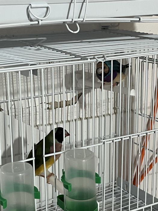 Vendo Casal Diamantes-de-Gould (inicio 2025)