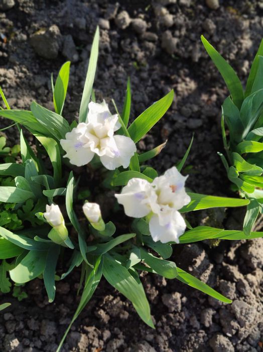 Карликові іриси набір