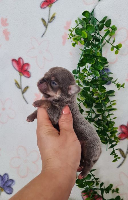 Excelente mini mini blue Chihuahua/Chiuaua Linhagem Russa de Qualidade