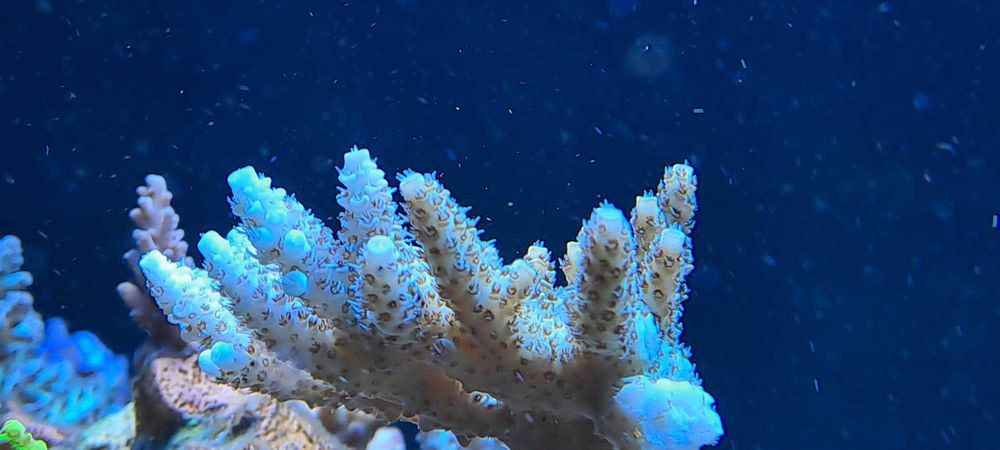 Szczepki acropora,sps Mysłowice-Woj.śląskie