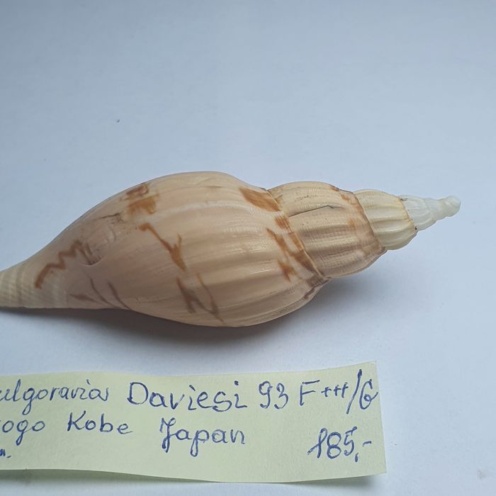 Voluta Flugoraria daviesi