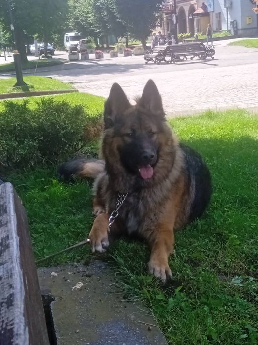 Привіт мене звати Макс породи Німецька вівчарка.