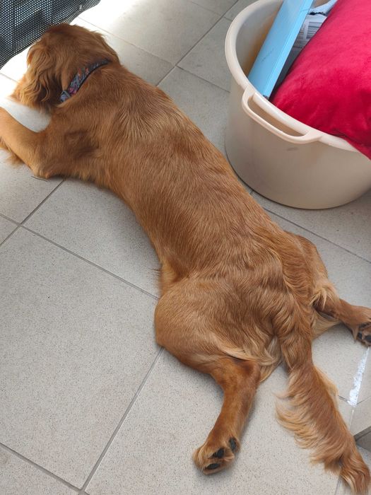 Cocker spaniel angielski ipies mlody