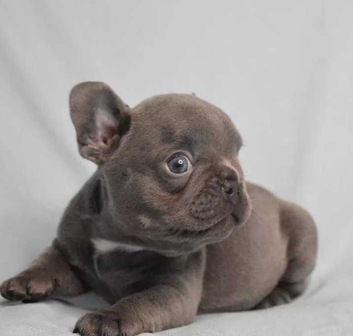 девочка лилового сплошного (solid) окраса