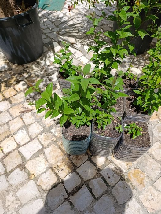 Lote 10 arbustos Ligustrum japonicum (ver descrição)