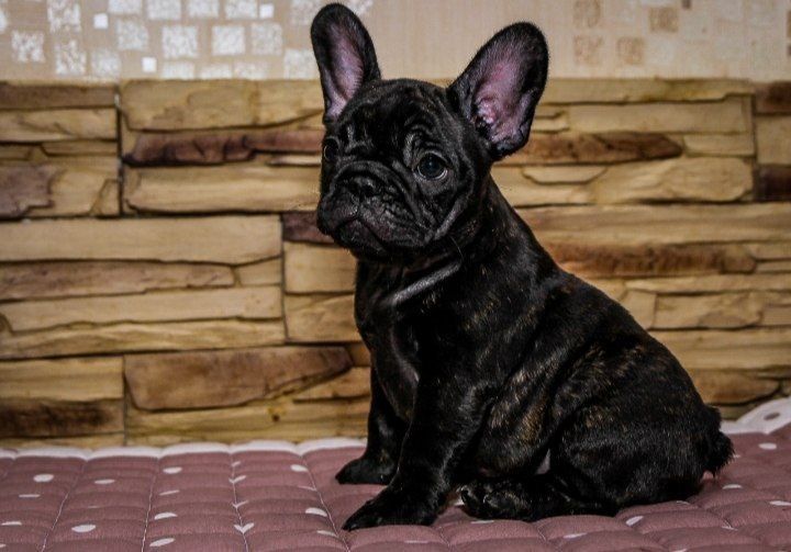 Дівчинка   бульдожка .