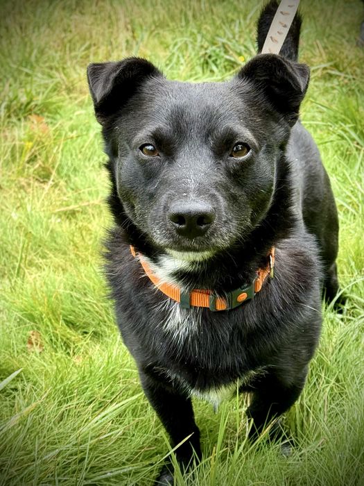 Mundek — mały pies do adopcji! Pokochasz?