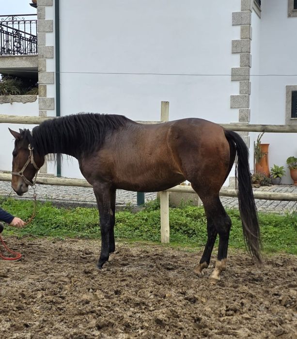 Poldra 3 anos cruzada