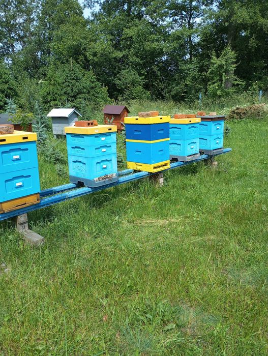 Ule wielkopolskie z pszczołami