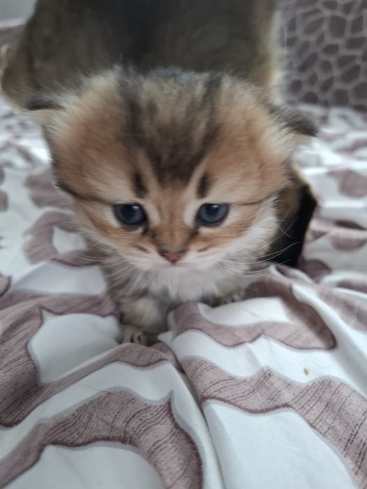 Кошеня золота шиншилла Бронювання