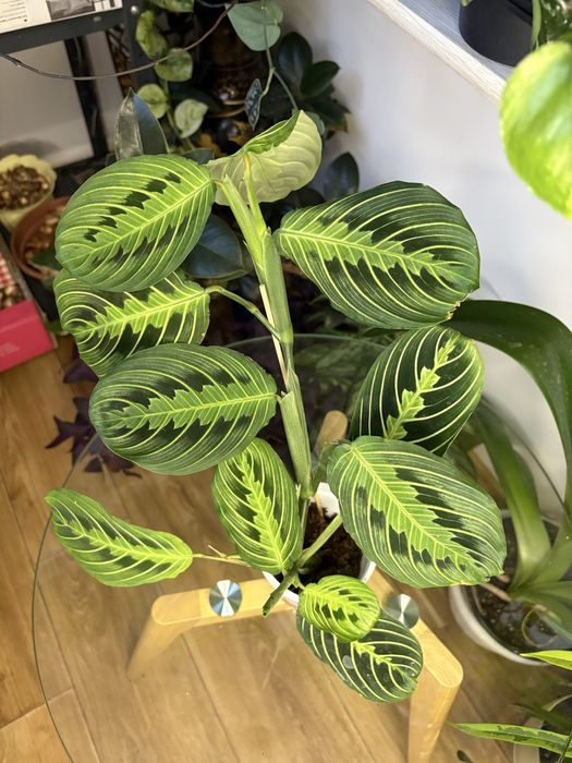 Маранта Fanscinator, Lemon Lime, Бьюті кім