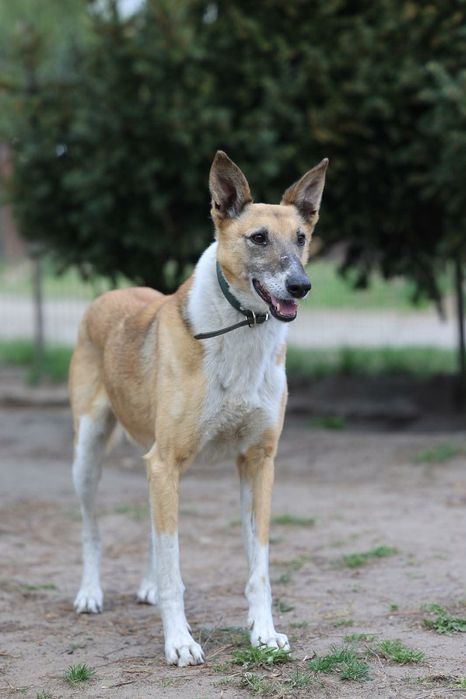 Piękny,  lekko onieśmielony piesek do adopcji