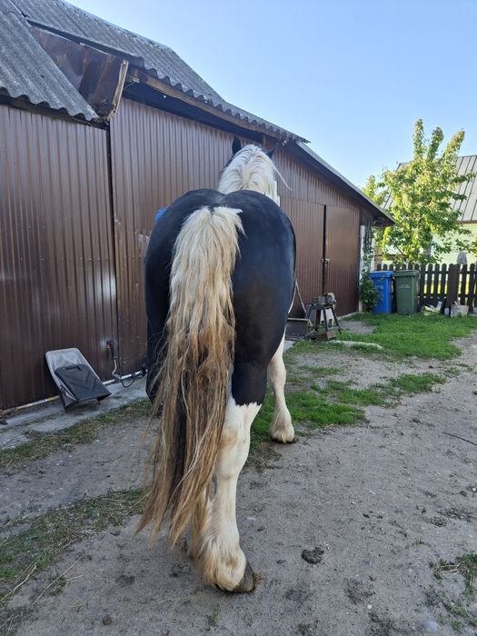 Sprzedam ogiera zimnokrwistego srokatego