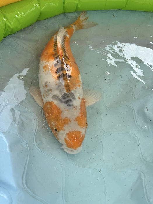 Carpa koi hi shushui female 85+