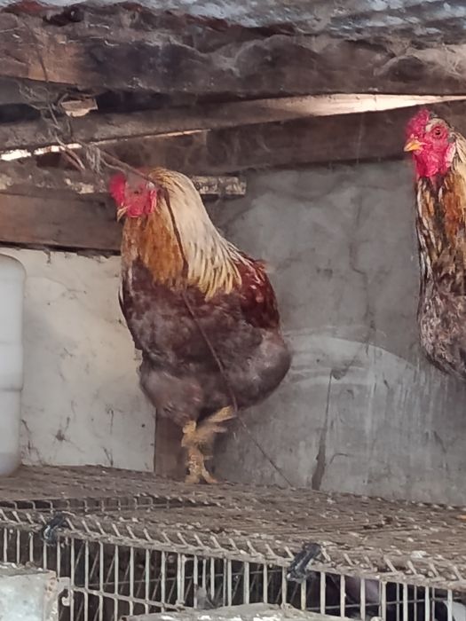 Vendo dois machos de ovos azuis