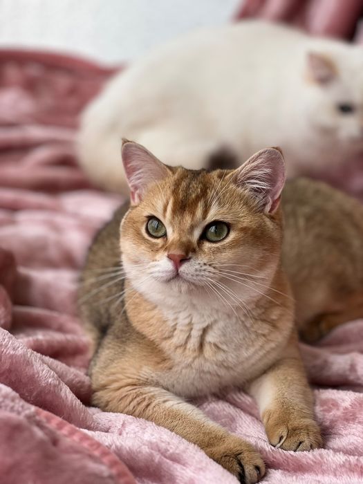 Menino British shorthair