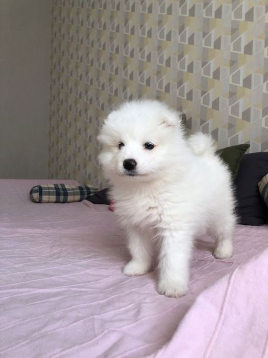 Щенки самоедская лайка