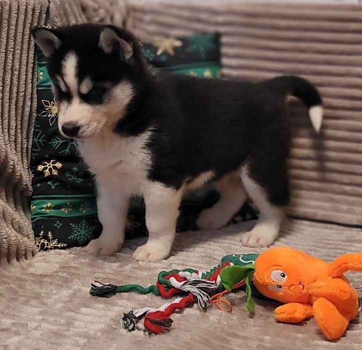Siberian Husky piesk