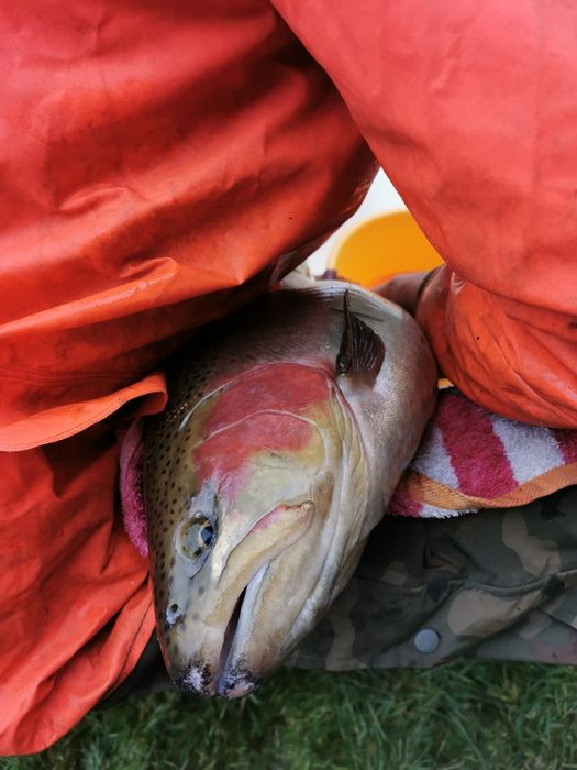 Narybek pstrąga tęczowego pstrąg potokowy