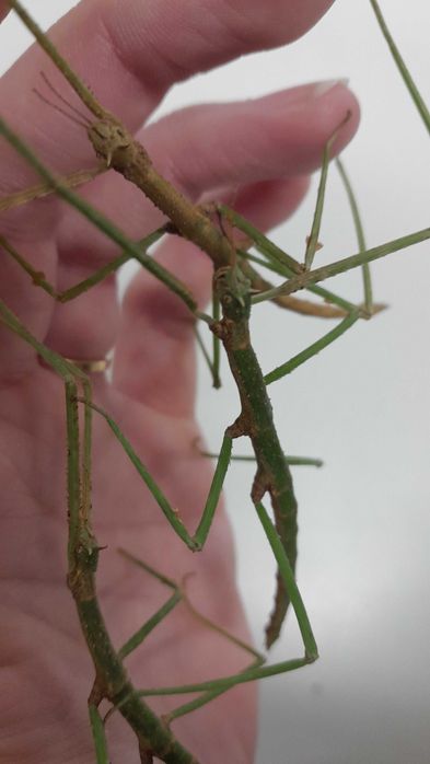 Patyczak rogaty (medauroidea extradentata)
