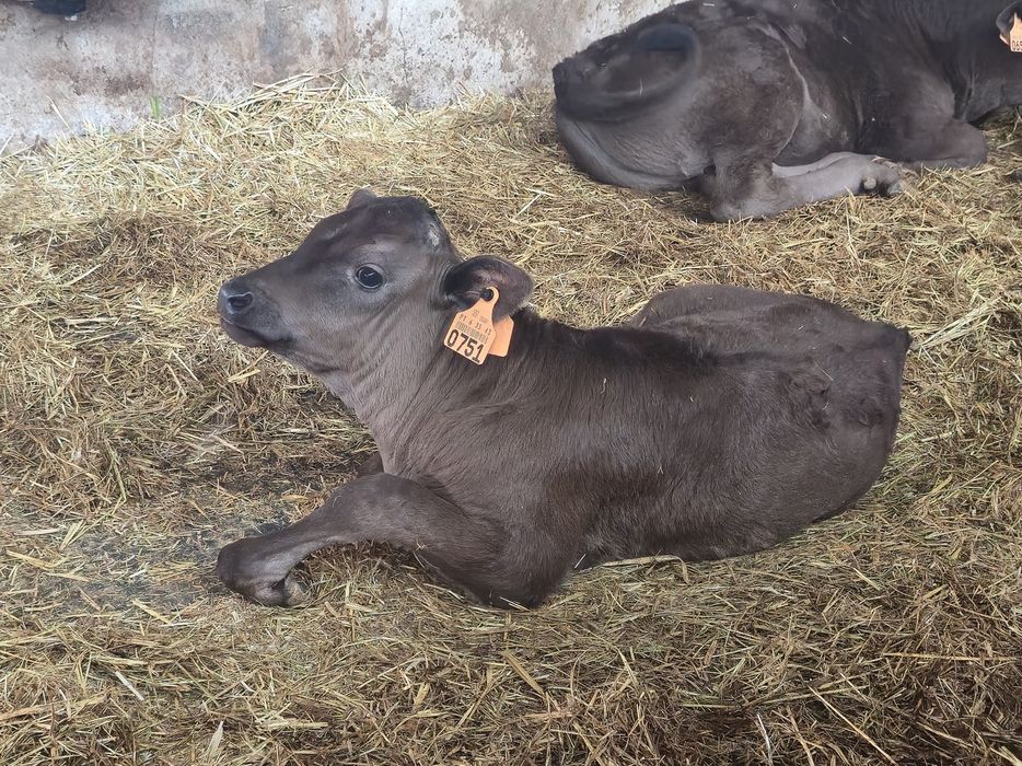 Wagyu Puros – vitelos com 10 a 12 semanas