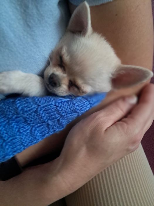 Продам , щеня чіхуа,