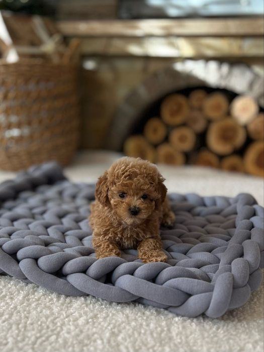 Мальтіпушки міні ф1 ред браун