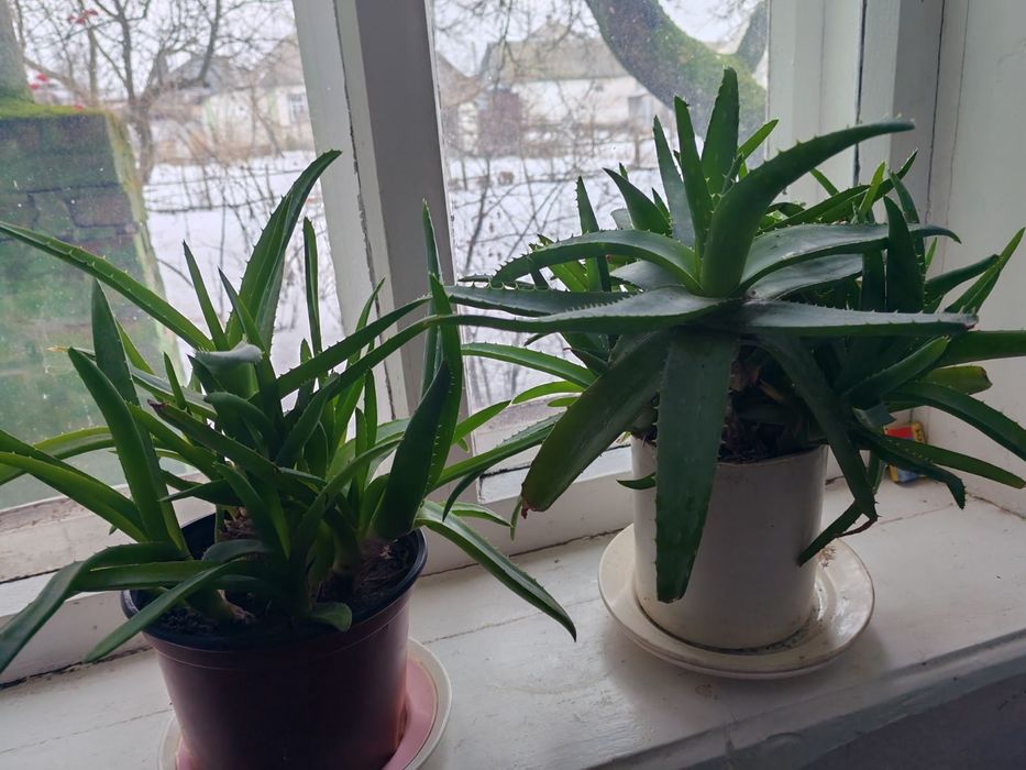 Алоє кімнатна рослина