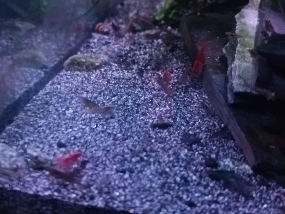 Neocaridinas vemelhos