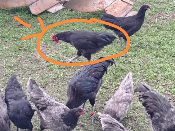 koguty rasy australorp