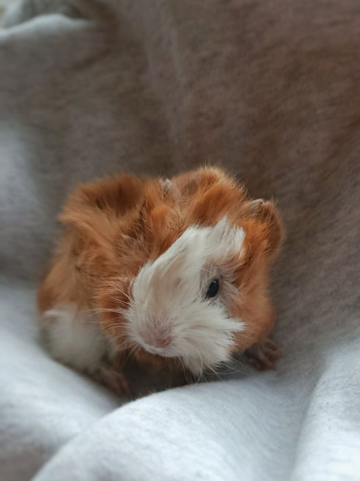 Малыши морской свинки