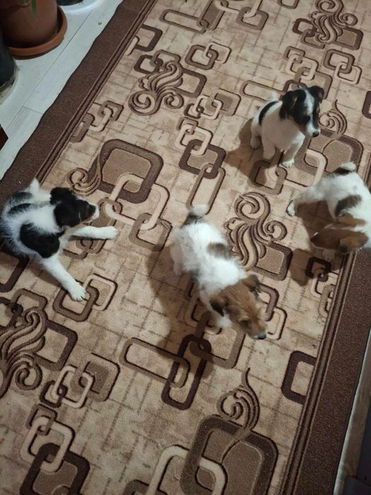 Хлопчики фокстерьери  3 місячні