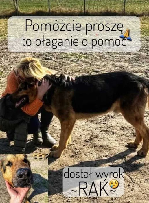 Dolar UMIERA na raka kości i BŁAGA o DT! NIE PRZEŻYJE w schronie! UD!!