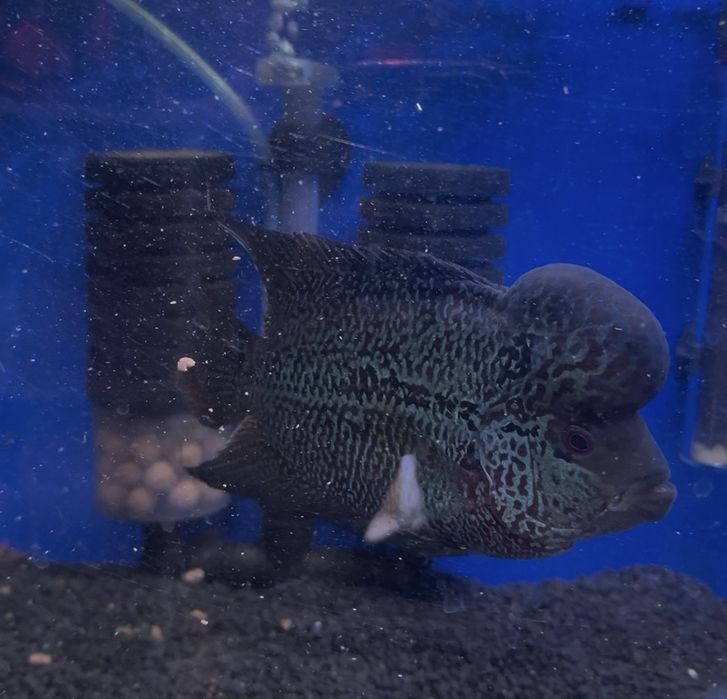 Flowerhorn com cerca de 18 cm